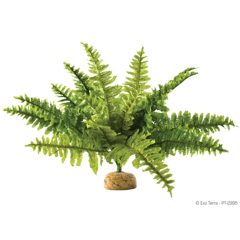 Exo Terra Rainforest Plant - Boston Fern - Medium - Pt2995 