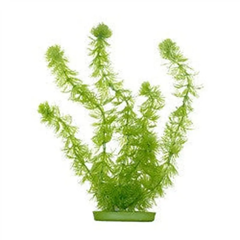 Aquascaper Hornwort Medium 8in Pp812