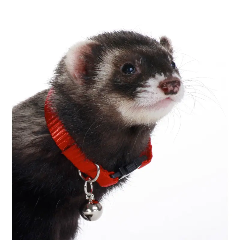 Marshall Ferret Bell Collar Red 3/8 in