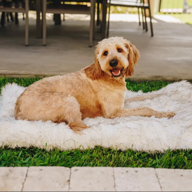 PupRug by Paw.com Portable Orthopedic Dog Bed - White with Brown Accents