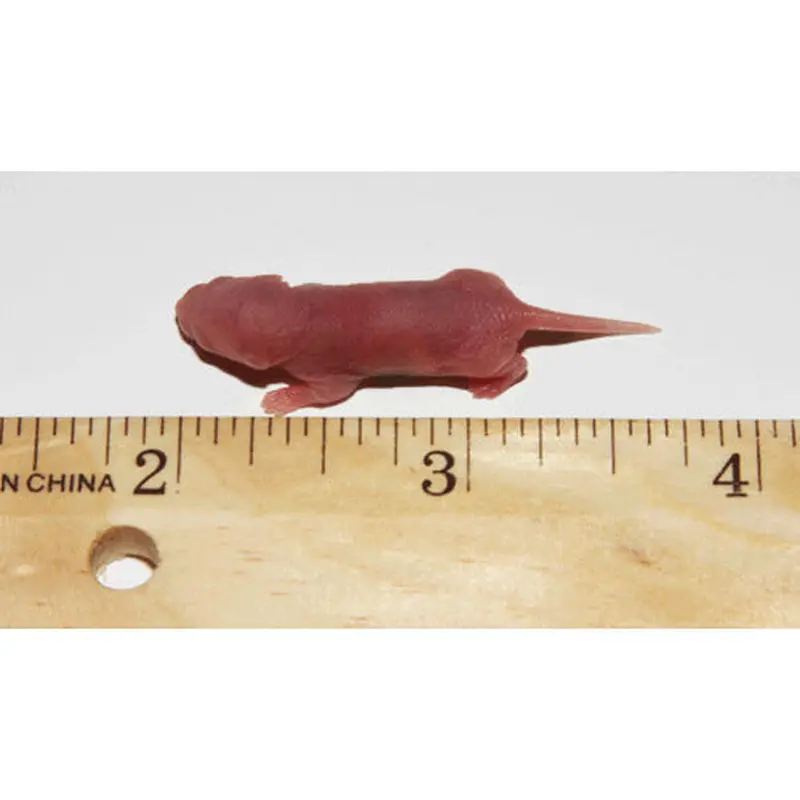 PERFECT PREY Frozen Mice Pinky