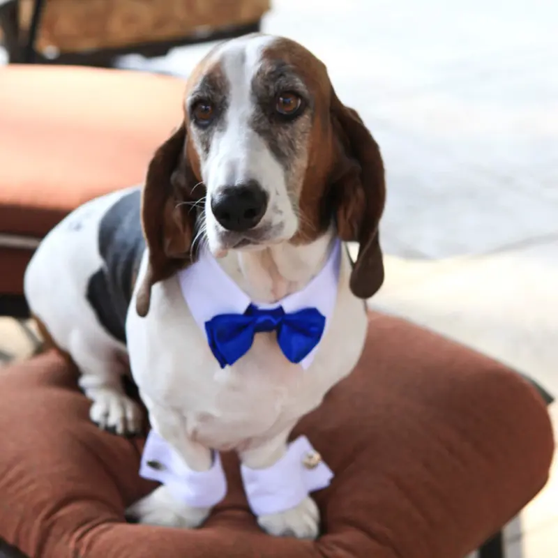 White Shirt Dog Collar with Royal Blue Bow Tie