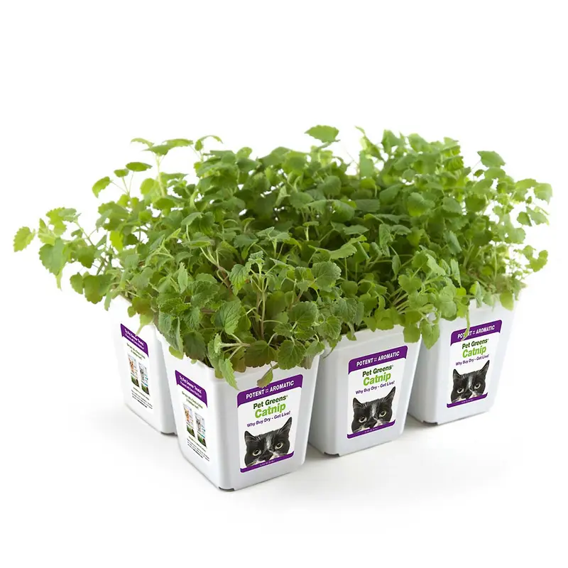 Pet Greens Live Catnip
