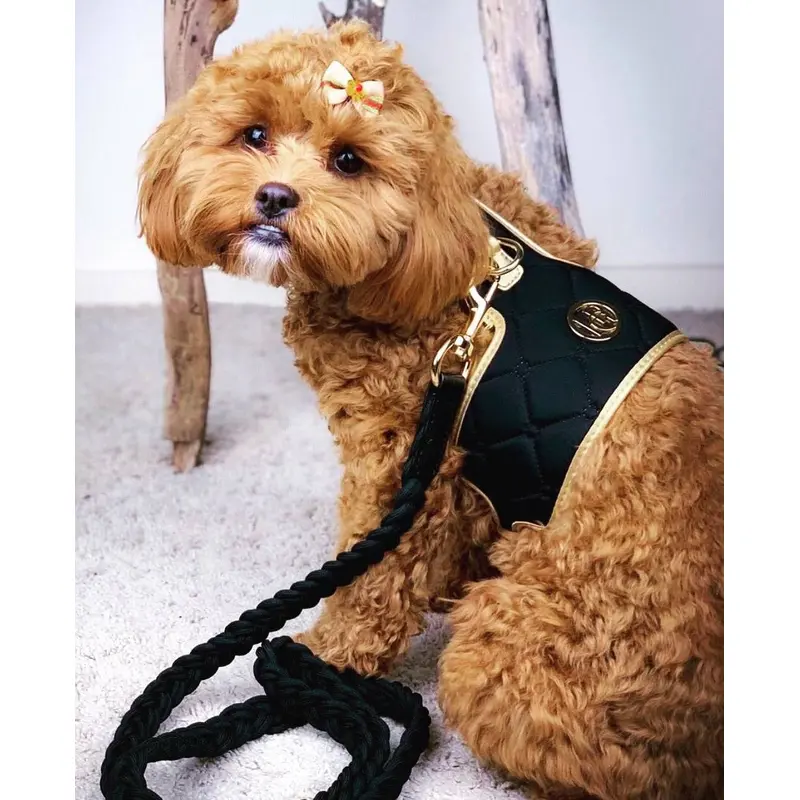 The Midnight Dog Harness