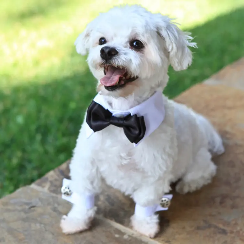 White Shirt Dog Collar with Black Bow Tie